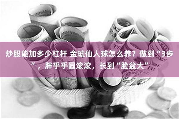 炒股能加多少杠杆 金琥仙人球怎么养？做到“3步”，胖乎乎圆滚滚，长到“脸盆大”